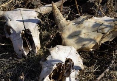 VAFUWI VA VILELA HI KU YIVIWA KA SWIFUWO