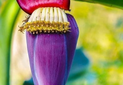 NTSEMBYANA WA XILUVA XA BANANA