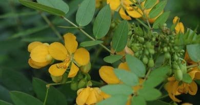 NTSEMBYANA WA N’WAJUJWANA