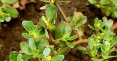 NTSEMBYANA WA XULUKA